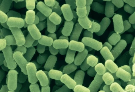 Lactobacillus Fermentum